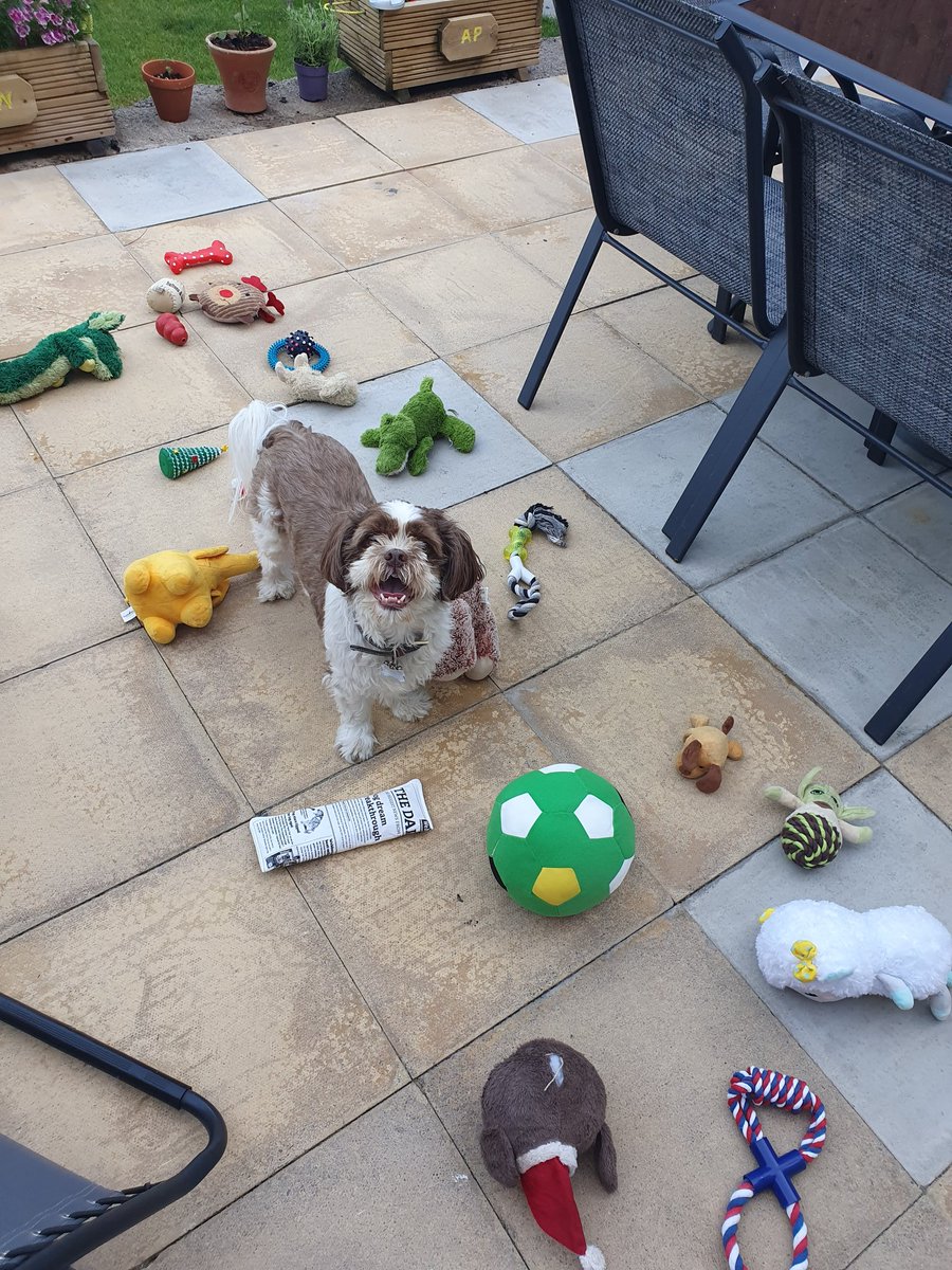 aggigas's tweet photo. ๐ถ๐ถ๐ถ decided it was time to get rid of some of his toys, he wasnt happy but in the end he chose the final 10 which went back in the box ๐๐๐ #doggyproblems #Dog #dogsoftwitter https://t.co/kLPSapg7CX