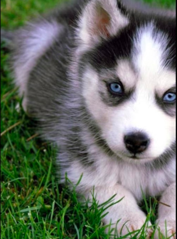 sdicecco's tweet photo. This beautiful blue-eyed Husky is named Moon and Edward's #RemoteLearningBuddy. ❤️🐾 @PS14Bronx https://t.co/kcpQpxtiEF