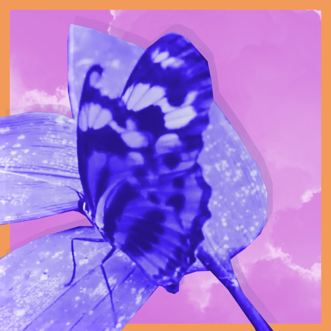 CandyBomberKate's tweet photo. #butterflies = #MotherNature candy bomb.  Kristina Dutton and Maya Pisciotto's mini-doc "Nanoscapes" for #candybombercommissions here Friday.  Interview 
 tomorrow about following Kristina to Peru and Panama to do field recording with scientist Arnaud Martin. https://t.co/Q37pqKDFNJ