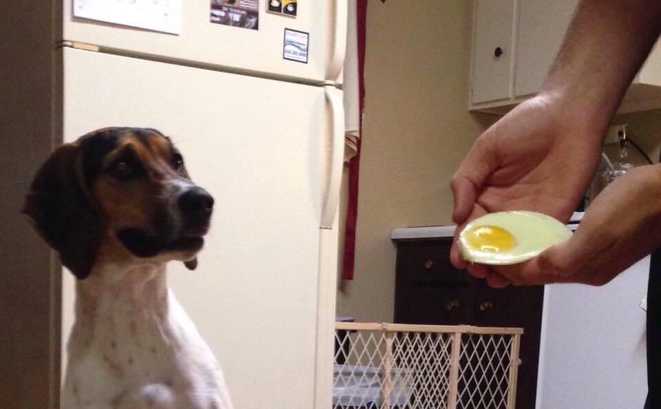wilson_fcs's tweet photo. Penny gets her favorite food every year on her birthday. Here’s her first birthday and then today. @dog_rates https://t.co/46tT0e5p0w