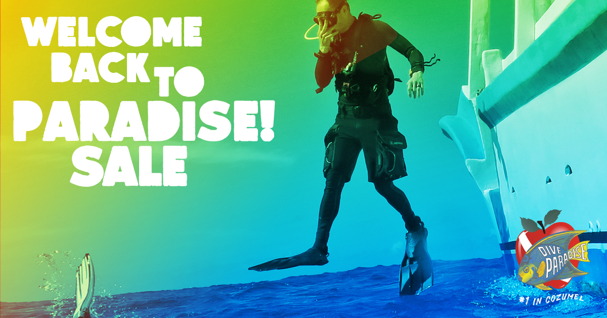 DiveParadise_Cozumel tweet media