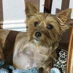 Rose is an 11-mo-old, 10-pnd Yorkie girl fostered in Plano, TX. Rose was attacked by 2 large dogs in her previous home &amp; had to have her leg amputated 😥 Adoption app @ ow.ly/4tcT50zQFJx 💗 Must be adopted in TX. 🐾 #adoptdontshop #yorkie #rescuedogs #bekindtoanimals #texas