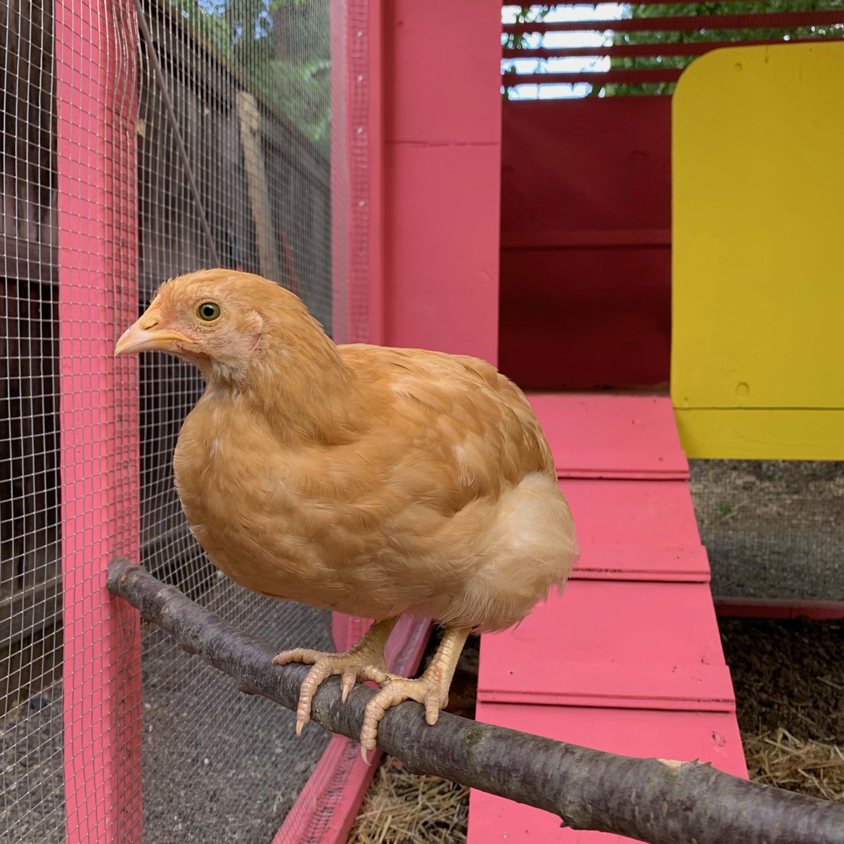 katethecurious's tweet photo. "Casa Gallina" complete! Inspired by #luisbarragan, designed and built with architect @SandyCurth.
.
.
.
#coopgoals #customcoops #chickencoop #bufforpington #backyardchickens #nexttoparchitects #casagallina https://t.co/JHu4lKDZ9f