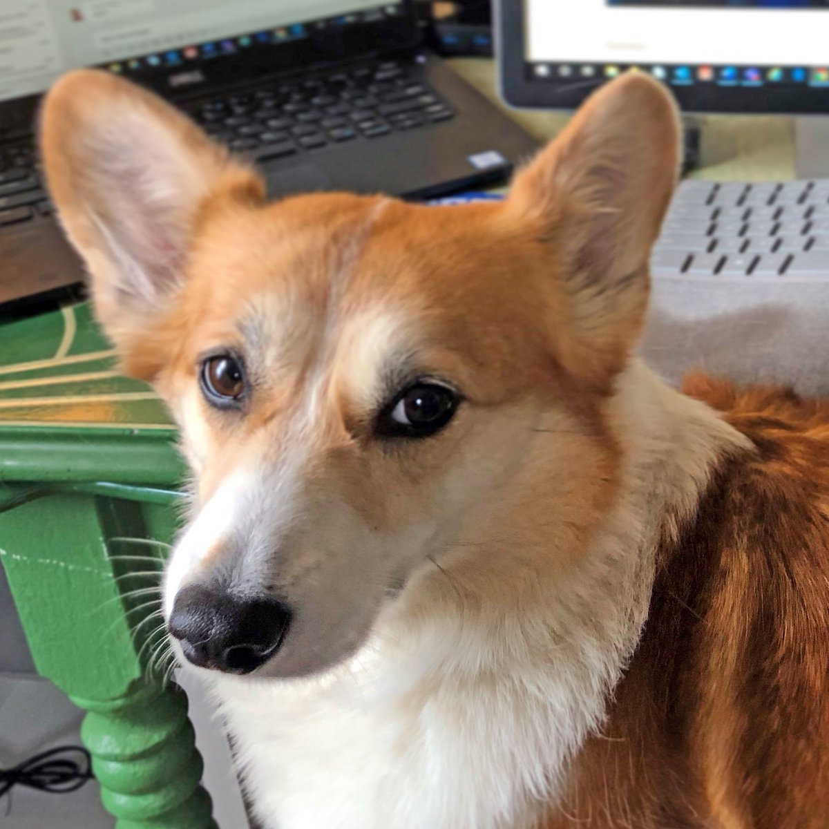 woodardcurran's tweet photo. It's never a dull moment when you turn on your video for the first call after a long weekend. There's a 90% chance of our pets getting in on our calls lately! #PetsofWC #WFH #dogsatwork https://t.co/Dvv4yuJepm