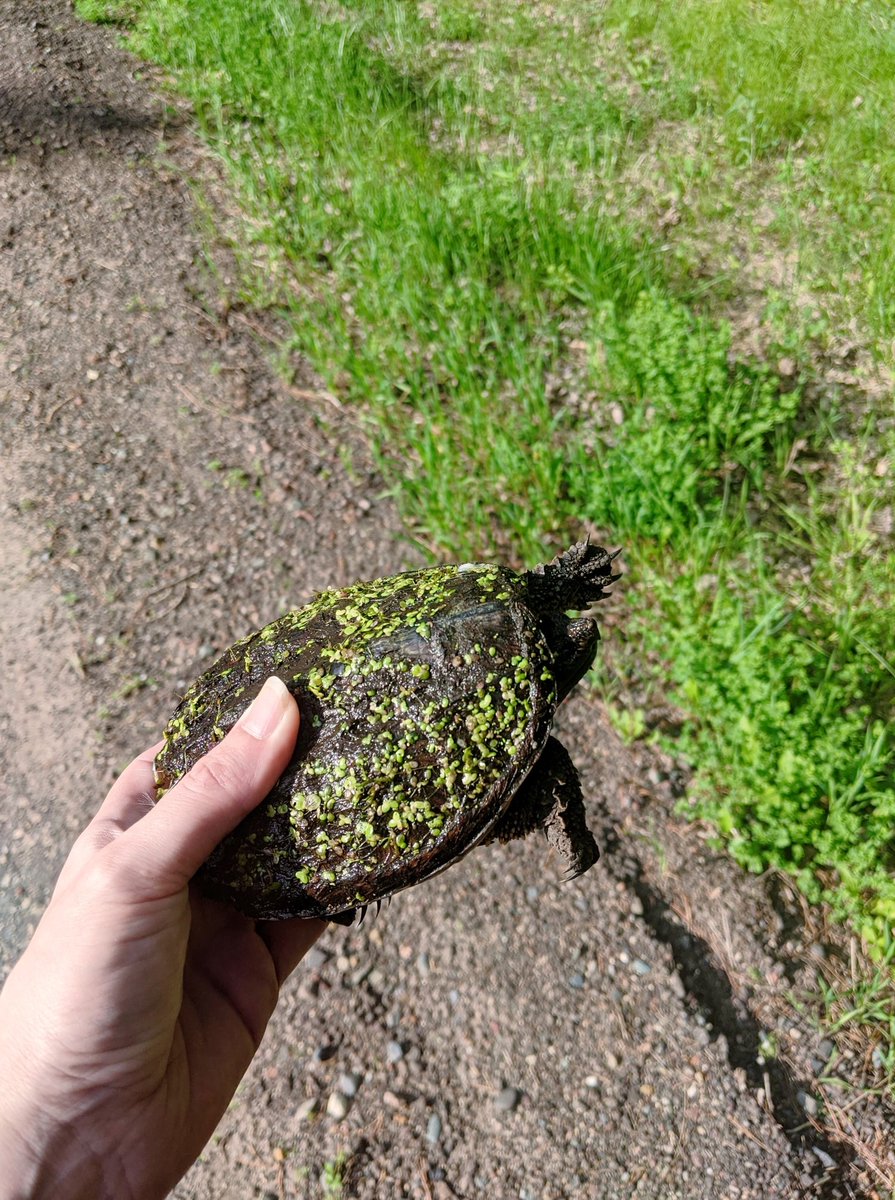 onlyastoner's tweet photo. i helped this dude (smallish snapper) across the road yesterday. always move turtles in the same direction they were going, otherwise they'll just try to cross the road again. #2HitsForRealShit https://t.co/LqnvJAD5s3