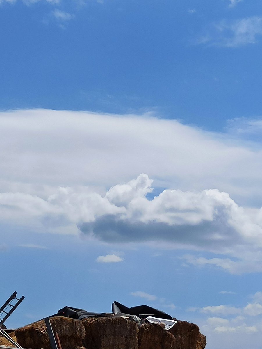 iretr_17's tweet photo. Conejos de algodón por Cuenca 🐰☁️ @tiempobrasero @roberto_brasero https://t.co/sQzQxsz7Tx