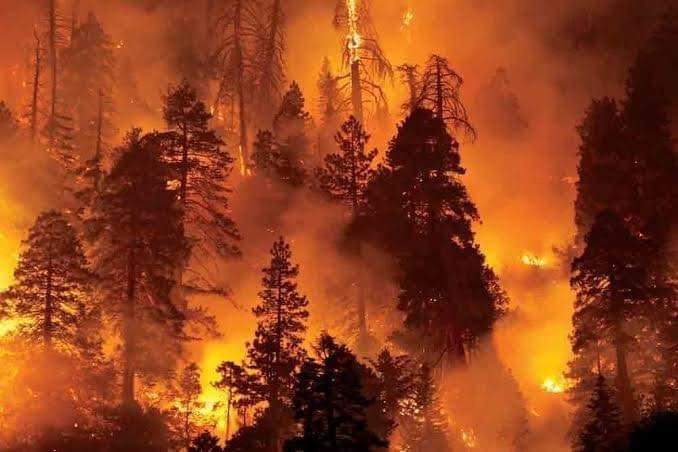 It's a moment of utter grief for the entire nation as our devbhoomi Uttarakhand faces the forest fire crisis, and the wildlife specifies that reside in the forest are in grave danger. Please #PrayForUttarakhand that this catastrophy stops with no more loss of our flora & fauna.