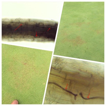 EnvuGolfUS's tweet photo. Are you staying ahead of patch diseases, Pythium root rot, and nematodes? Consider Signature, Signature Xtra, Tartan Stressgard, Mirage Stressgard, Banol, and Indemnify as go-to solutions. Check out our available fungicides here: https://t.co/yhPaArWURU https://t.co/FZuyU7RhPm