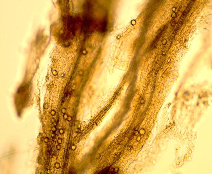 EnvuGolfUS's tweet photo. Are you staying ahead of patch diseases, Pythium root rot, and nematodes? Consider Signature, Signature Xtra, Tartan Stressgard, Mirage Stressgard, Banol, and Indemnify as go-to solutions. Check out our available fungicides here: https://t.co/yhPaArWURU https://t.co/FZuyU7RhPm