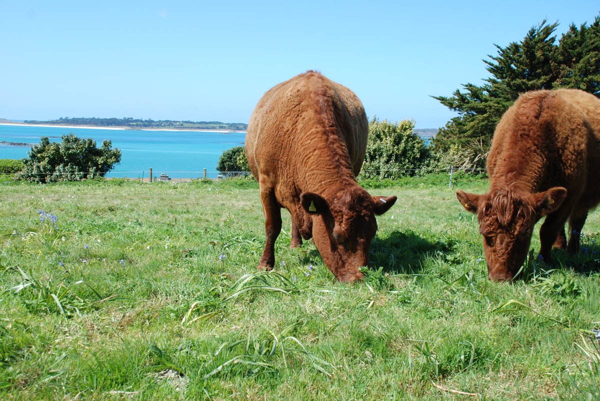 scillyflowers's tweet photo. Our beautiful beef herd had a fab weekend enjoying the bank holiday sunshine. #redrubydevon #scillycow #islandlife #scilly #stmartinsscilly https://t.co/npmGSSrIBm