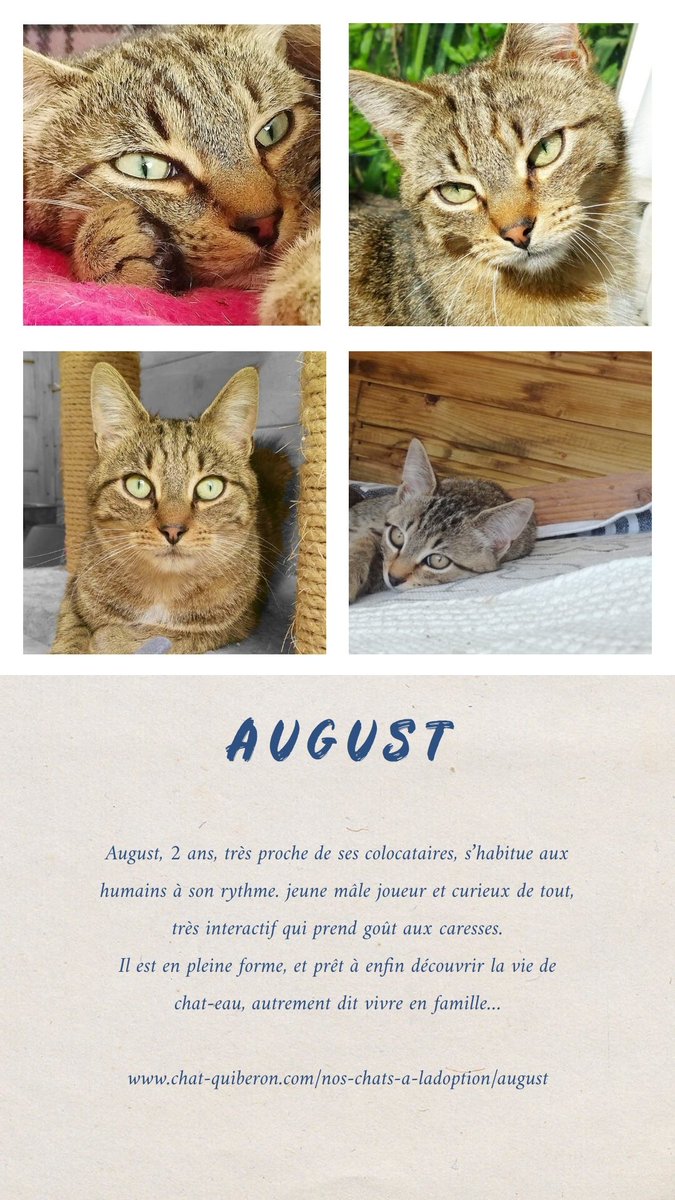 Ecole Chat Quiberon Chatquiberon Twitter Ecole Chat Quiberon Chatquiberon Twitter
