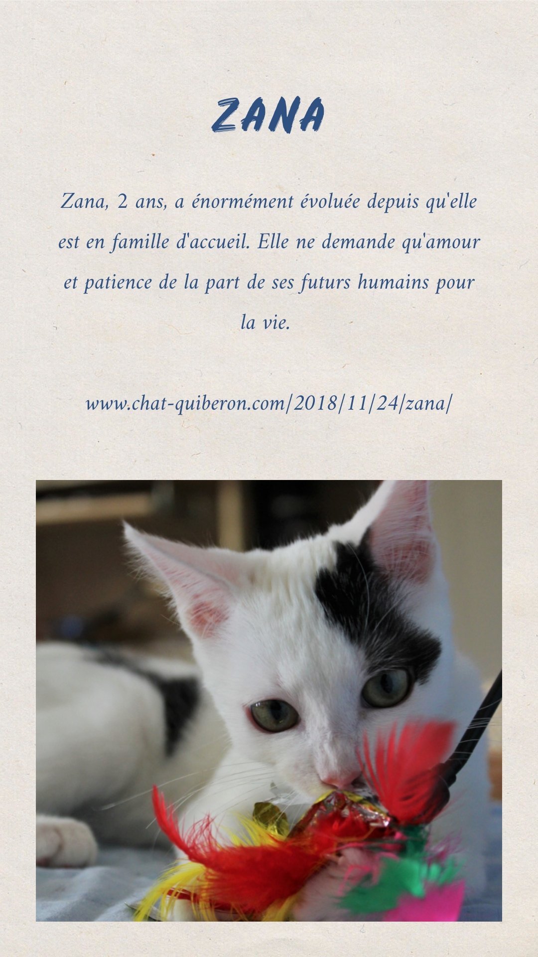 Ecole Chat Quiberon T Co T9nqwkiuqo Refuge Chats Quiberon Zana Frutti Zebulon