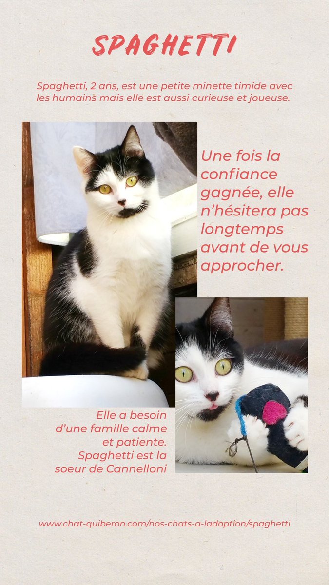 Ecole Chat Quiberon Chatquiberon Twitter Ecole Chat Quiberon Chatquiberon Twitter