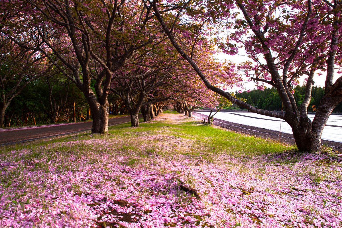 Yukio 夕景の石崎地主海神社 夕陽に染まるピンクの絨毯に和んだ 5月26日年 函館 石崎地主海神社 北海道 コロナにまけるな 写真部 写真が好きな人と繋がりたい 桜 初夏 おやすみ