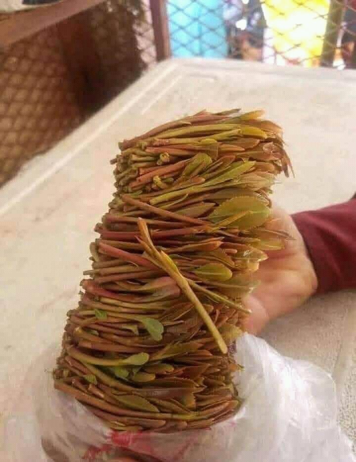 وريحهم كيفكم ياحلوين عادنا بدات التخزينه من يشتي يخزن معي بس كلشي علا حسابه