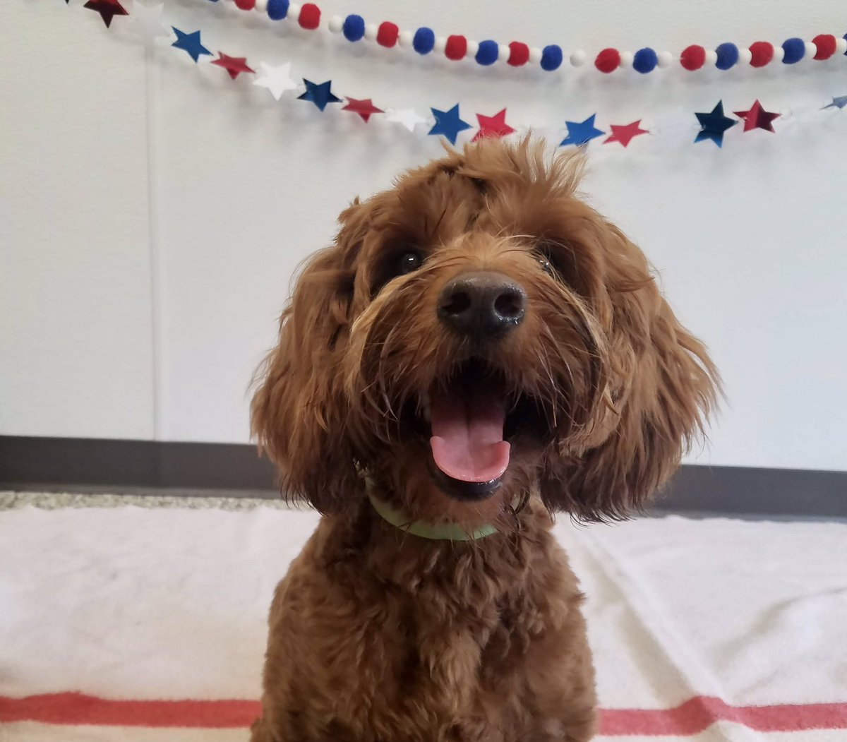 Prairie Ridge Animal Hospital tweet media