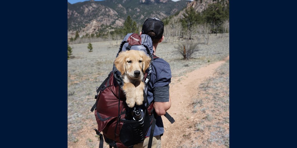 Trianni_mAb's tweet photo. New Patent Issued to Trianni: Dog Mouse Antibody Discovery Platform to help discover therapeutics that are a match for man's best friend -- dogs https://t.co/TXJm3rWapR https://t.co/EdyV1fyY8R