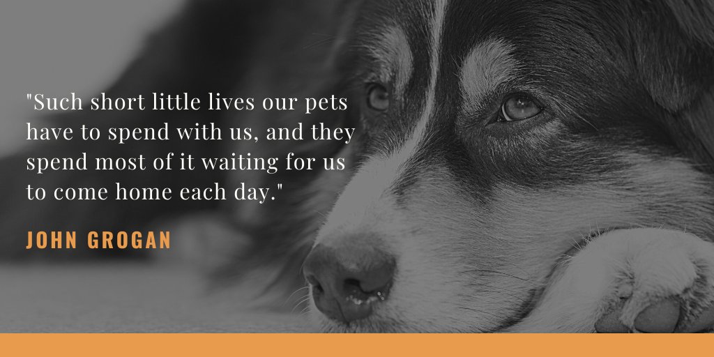 BestBehaviorDT's tweet photo. A lot of dogs are very lucky right now. #SilverLining #dogsoftwitter #dogs #Dog #dogsduringlockdown #doglovers #dogtraining https://t.co/cD6Z5qrJ7C
