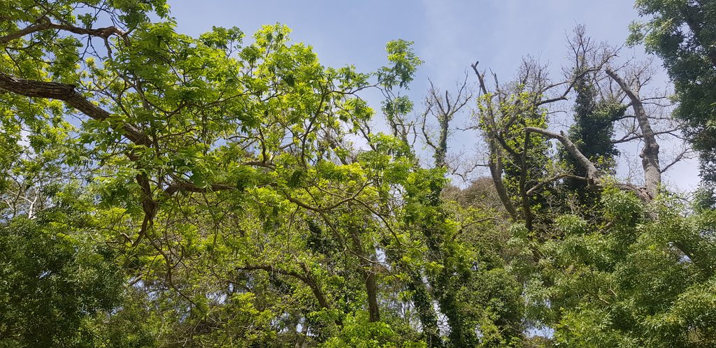 puravidia's tweet photo. These kinda walks in nature are what keeps me sane these days. Hope y'all are doing fine too. 💕 https://t.co/MwMKcRiELu