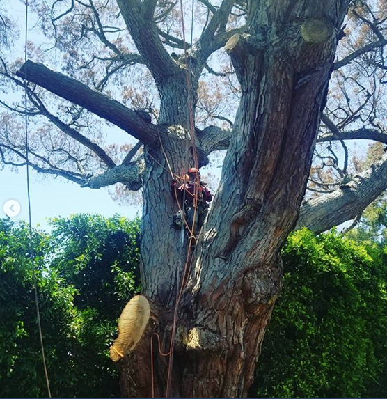 LAsBestTreeSer1's tweet photo. Trimming and tree removal services in Los Angeles!!
Get your free estimate today!
☎️ (424) 404-8557
https://t.co/gb4oiR2w3j
#treeremovalservices #treetrimminglosangeles #treeserviceslosangeles #treeserviceslosfeliz #treetrimminglosfeliz https://t.co/Q8r27uijaI