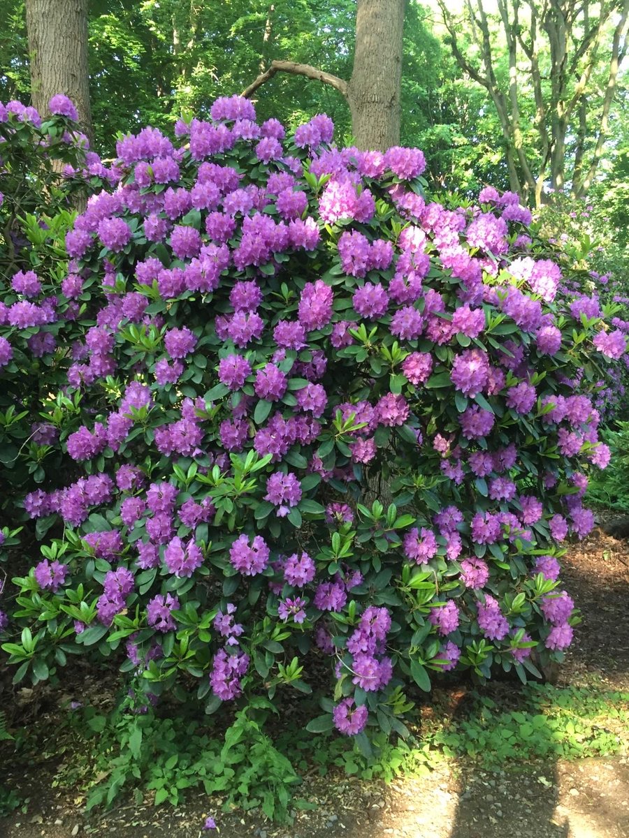 Was für eine Pracht

#Tiergarten #Rhododendron #Luiseninsel #grüneLunge #Naherholung