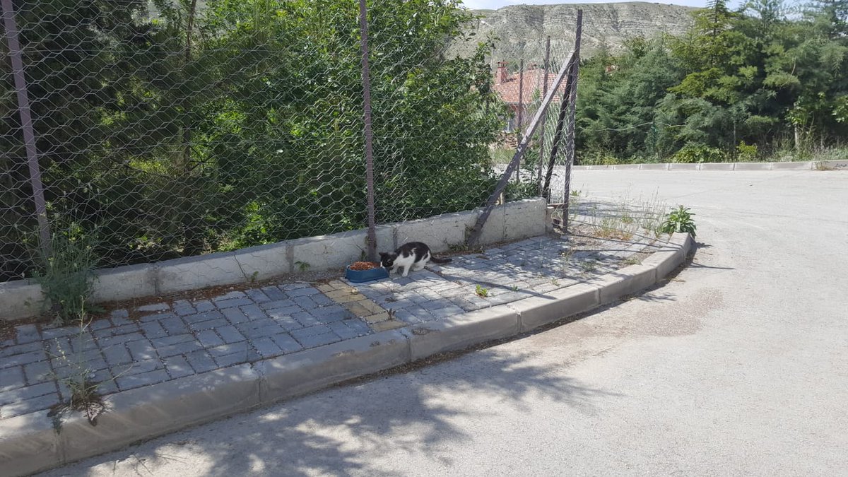 CankiriDKMP's tweet photo. Bayram süresince yapılan barinak denetimleri ve sokak hayvanları besleme çalışmalarına bugünde devam edildi. https://t.co/HEVdbHRHo6