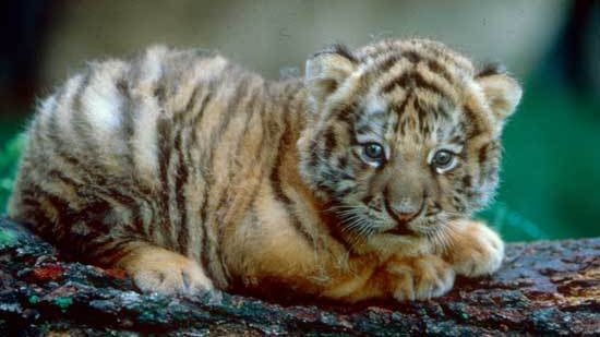 Lerino4's tweet photo. Beautiful baby tigers in India.❤️ https://t.co/tzNzWnDAyd
