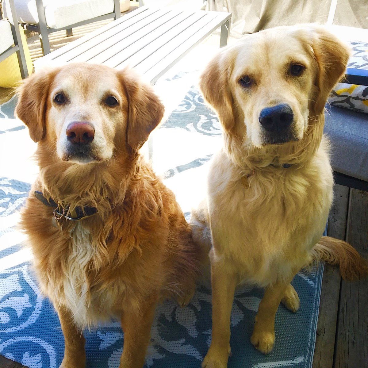GrandDogInc's tweet photo. Will pose for treats.π π π₯© π₯ The #granddograw truck is on it's way #yyc! Bringing #rawdogfood for your pups right to your door!
πΈ Sandy Oakley Photography
#granddograw #calgary #calgarydelivery #calgaryalberta #yycdogs #dogs #caninenutrion #saynotokibble #freshfoodfordogs https://t.co/JsMzUsbQNr