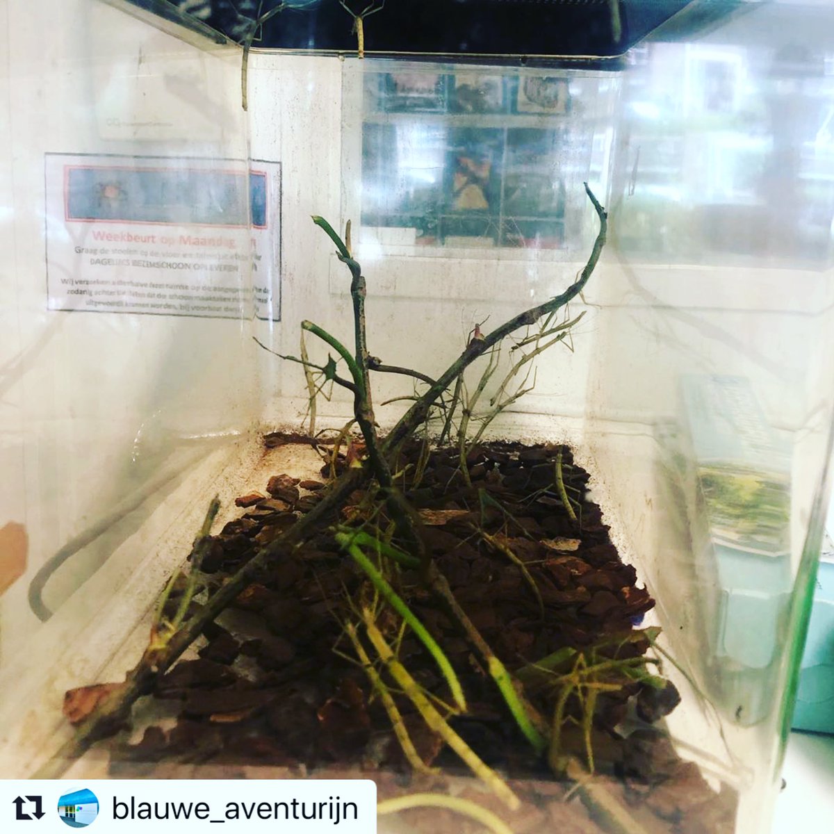 Indische wandelende takken van de @blauwe_aventurijn voor de @da_costaschool_hoograven ♥️ #wandelendetakken #dieren #natuur #hoograven #utrecht #dacostahoograven