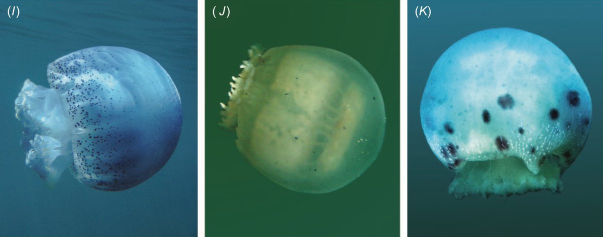 ...Many of the jellies fished, including the blue beauties above, are undescribed (link) & the fisheries aren't monitored. So there is no way to know how the jellies are doing. Mexico's jellyfishery collapsed for several years. No one knows why... https://bit.ly/2Aa6dW1 