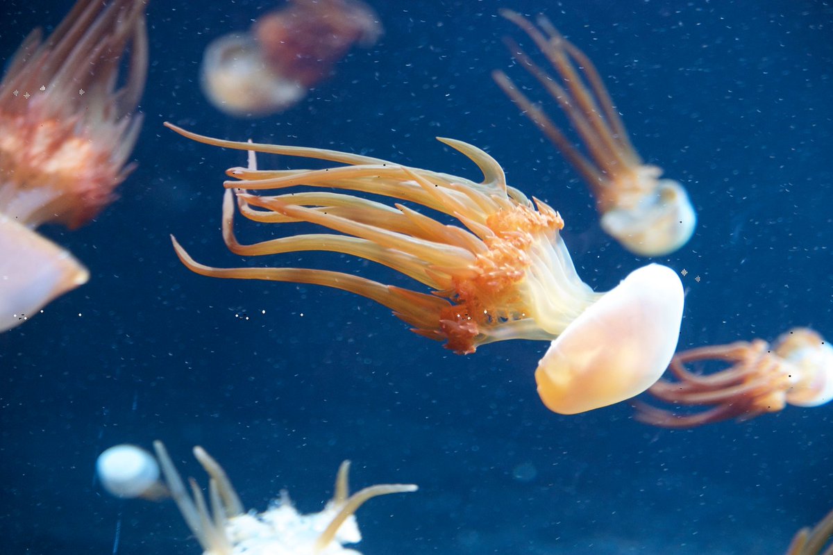 In China, the demand for jellyfish 'meat' is so high they actually ADD HUNDREDS OF MILLIONS OF YOUNG FLAME JELLYFISH TO THEIR COST EACH YEAR, in the hopes of increasing the supply...Link to paper:  http://www.int-res.com/abstracts/meps/v350/p153-174/Image: wiki