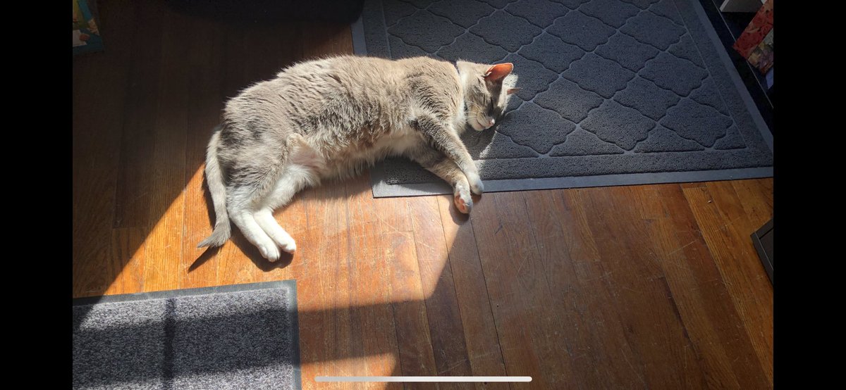 mcassuto's tweet photo. @chisakanon I always say my cat is a SUN WORSHIPPER!!!! https://t.co/fw8Uvei45B