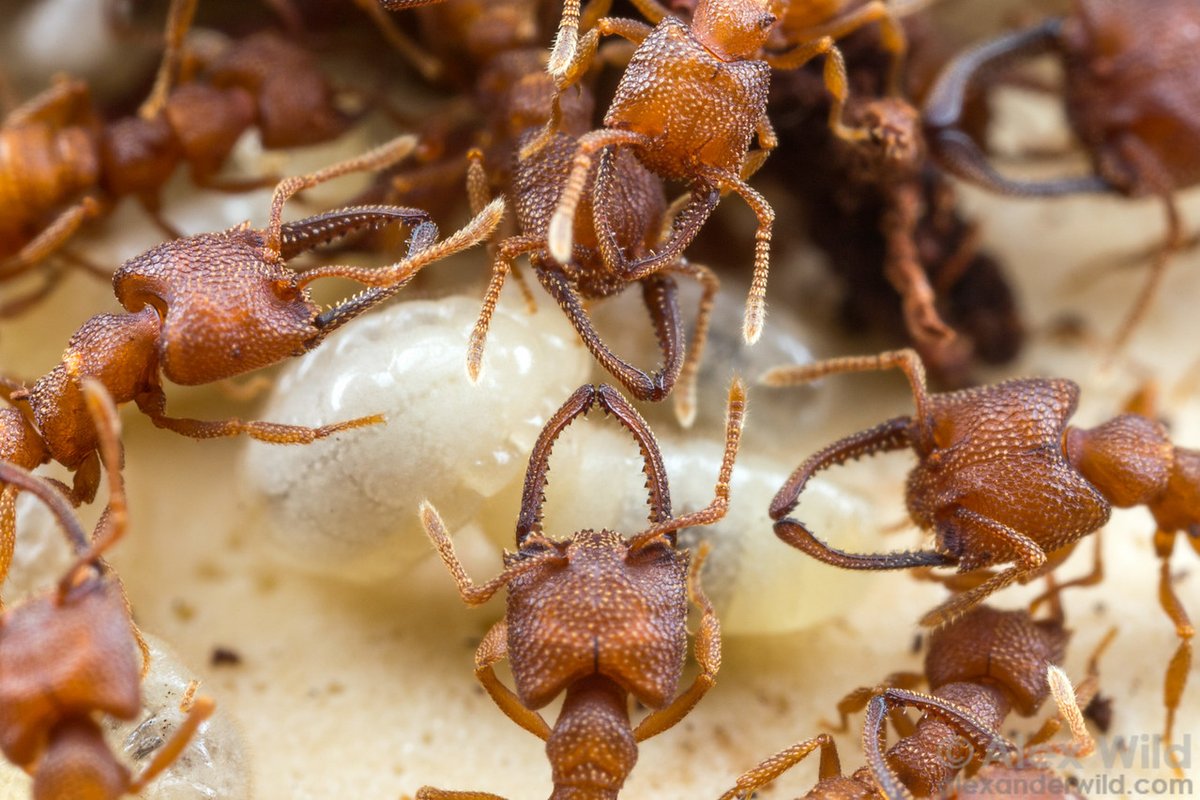 Dracula ants are a species of ant that feeds on their young by chewing a hole into its babies and sucking the blood out. This process is known as nondestructive cannibalism…. #WorldDraculaDay  #MonthlyTweetOff