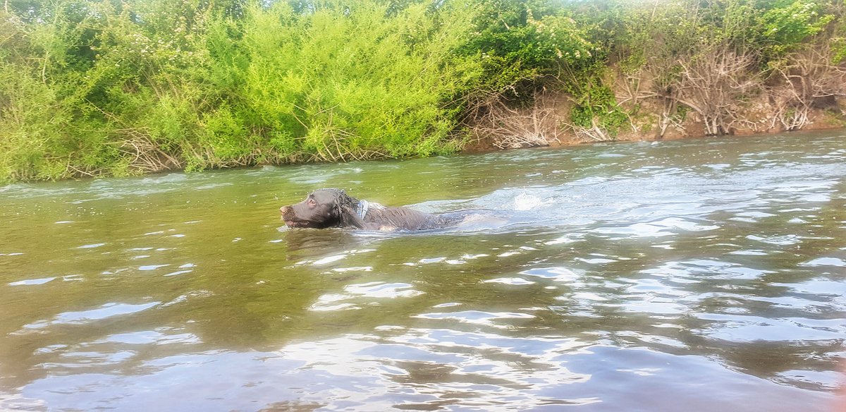 BenSkinner85's tweet photo. One happy spanner #spaniel #springerspaniel #waterspaniel 🐶💦😄😎🌞 https://t.co/NPEOq0yWUi