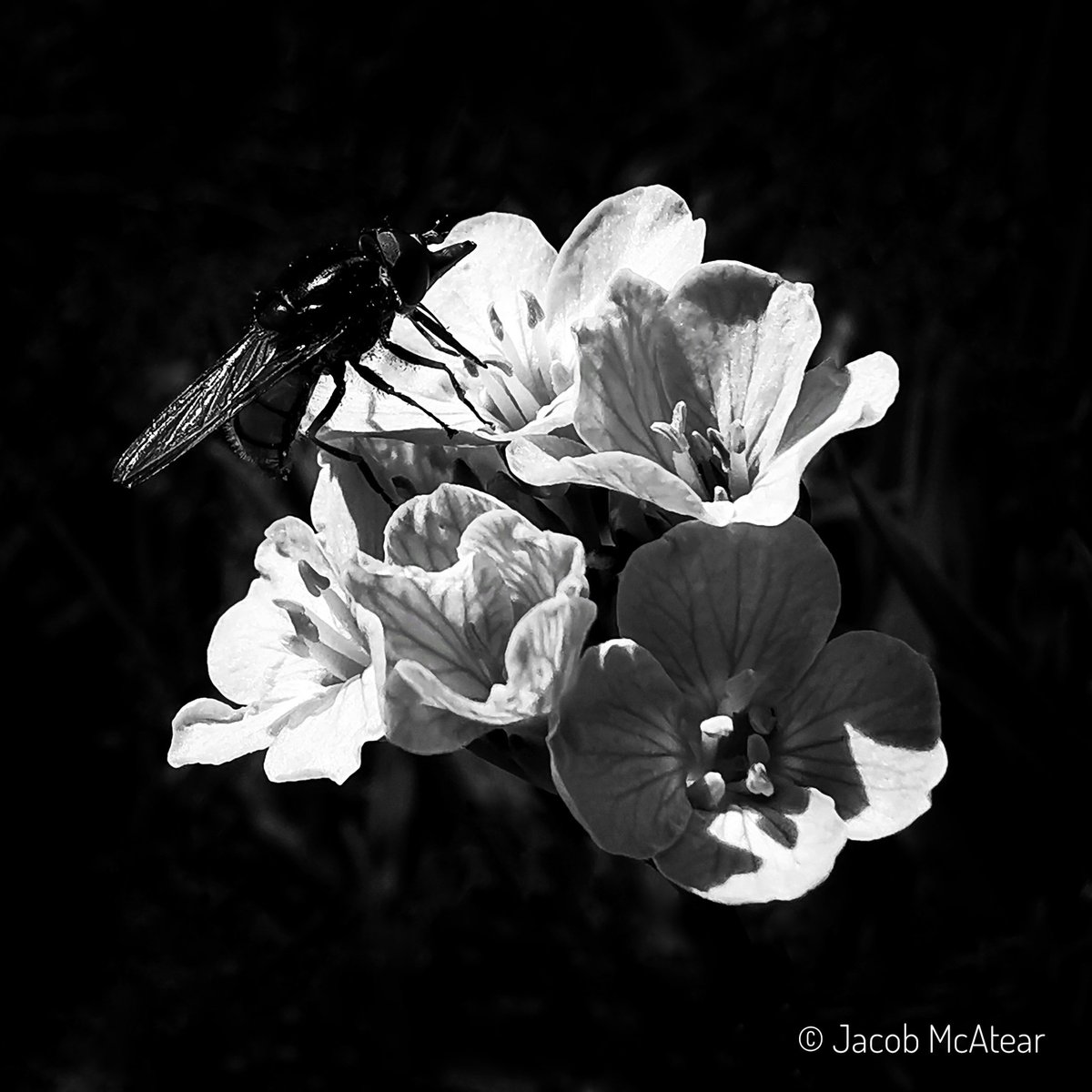 JacobMcAtear's tweet image. A heineken fly and a cuckoo flower on the banks of the River Lowther.

#LakeDistrict #nature #wildlifephotography #blackandwhitephoto #ReconnectWithNature #SolaceInNature