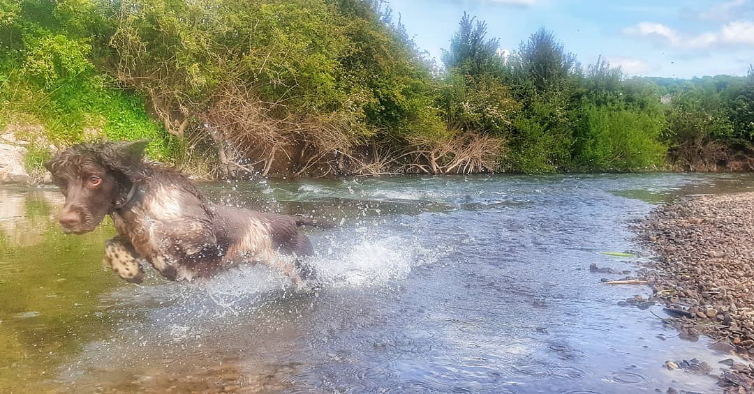 BenSkinner85's tweet photo. One happy spanner #spaniel #springerspaniel #waterspaniel 🐶💦😄😎🌞 https://t.co/NPEOq0yWUi