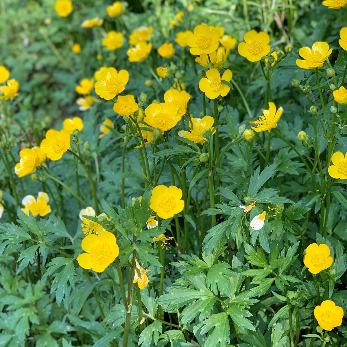 PSUpresents's tweet photo. Take a walk and join in the #PennStateArtChallenge Color Walk this week! Here are two pictures one of our staff members took yesterday while exploring the Spring Creek Canyon trail. https://t.co/G6C13wWoiM