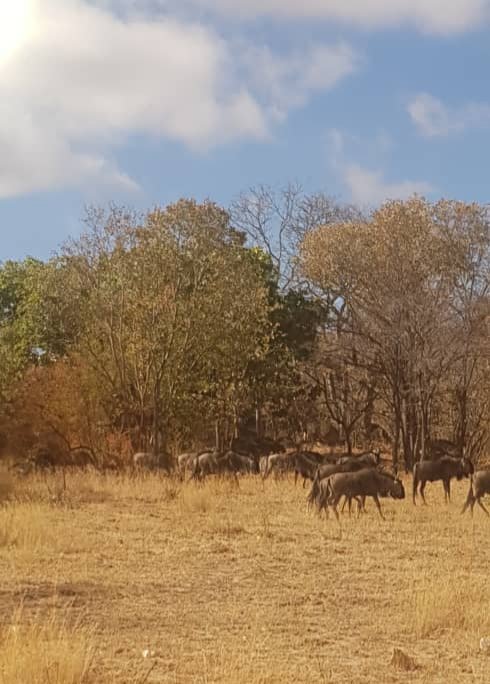 MatoboLodge's tweet photo. We spotted a herd of Wildebeast this morning.
A great way to start the day!!
#Travel #safari #wildlifephotography
#Africa
#Matobomagic https://t.co/uXyBhQuOIi