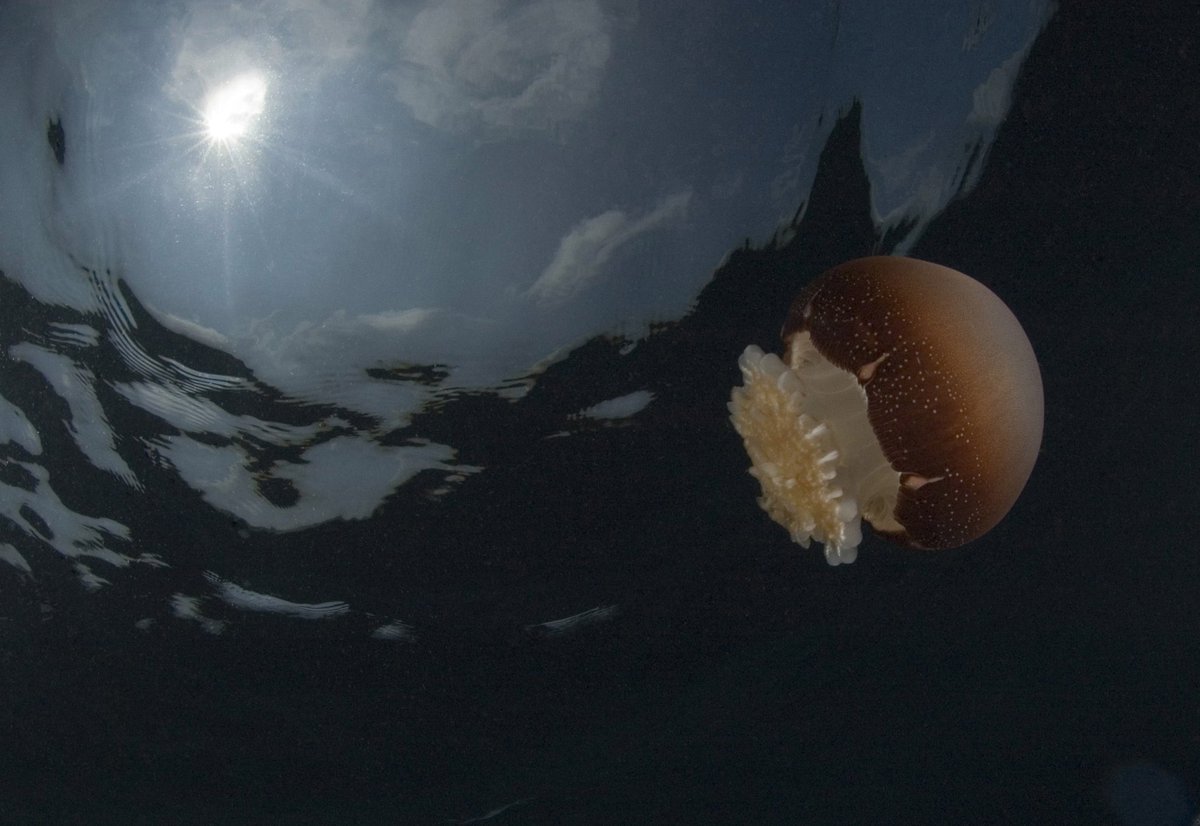 It's so important to study jellyfish. To describe new species like the bright blue jelly in Mexico, to understand jellyfish ecology, population connectivity. The worldwide catch of jellyfish around 321,000 METRIC TONS PER YEAR.Study:  https://bit.ly/2XxlE2h (images: wiki)