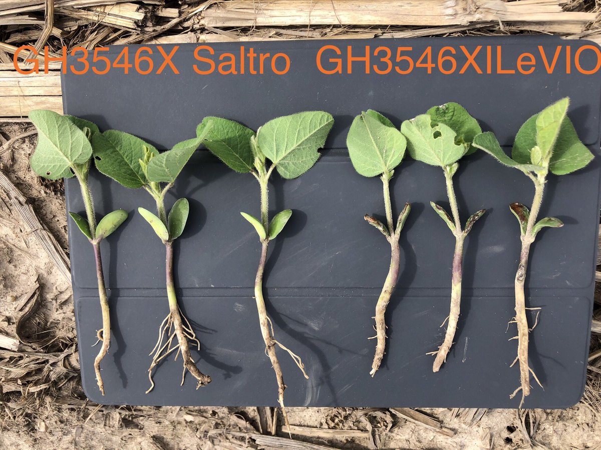 Attica, IN 4/21 planting date Saltro has no necrosis on cotyledons and 1/2 stage growth advanced than ILeVIO. <a href="/GldnHarvest/">Golden Harvest Seeds</a> #rootedinagronomy