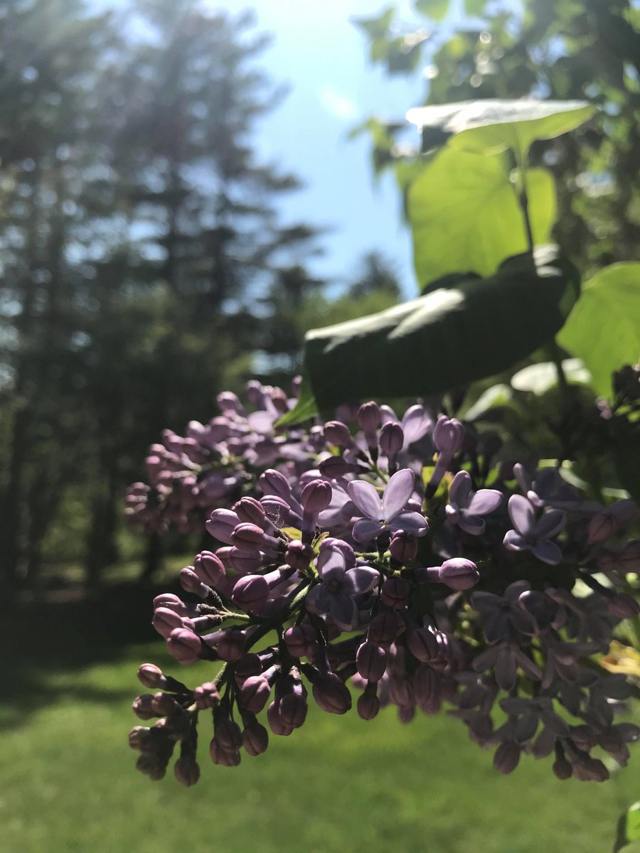 WindsorMountain's tweet photo. I want to wake up in the morning where the purple lilacs grow... https://t.co/qIUheGjYX1