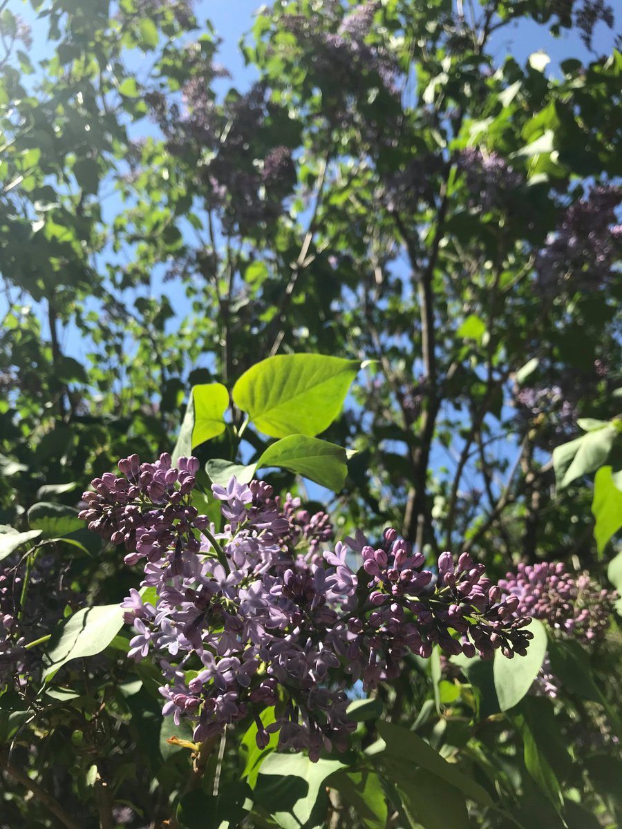 WindsorMountain's tweet photo. I want to wake up in the morning where the purple lilacs grow... https://t.co/qIUheGjYX1
