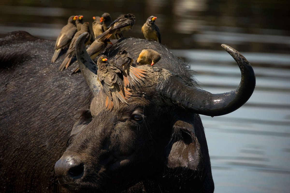 Oxpeckers, (the small birds you see in photos perching on wildebeests) were once thought to help wilderbeest by eating the parasitic ticks on them. However, it was found that the birds re-open wounds & drink the wildebeest's blood. Bummer. #WorldDraculaDay  #MonthlyTweetOff