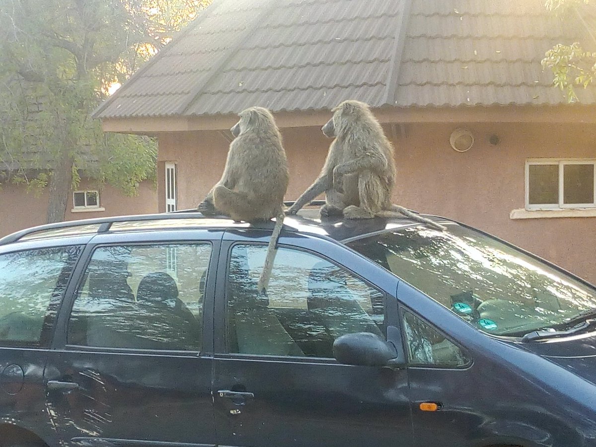 steve ewhe tweet media