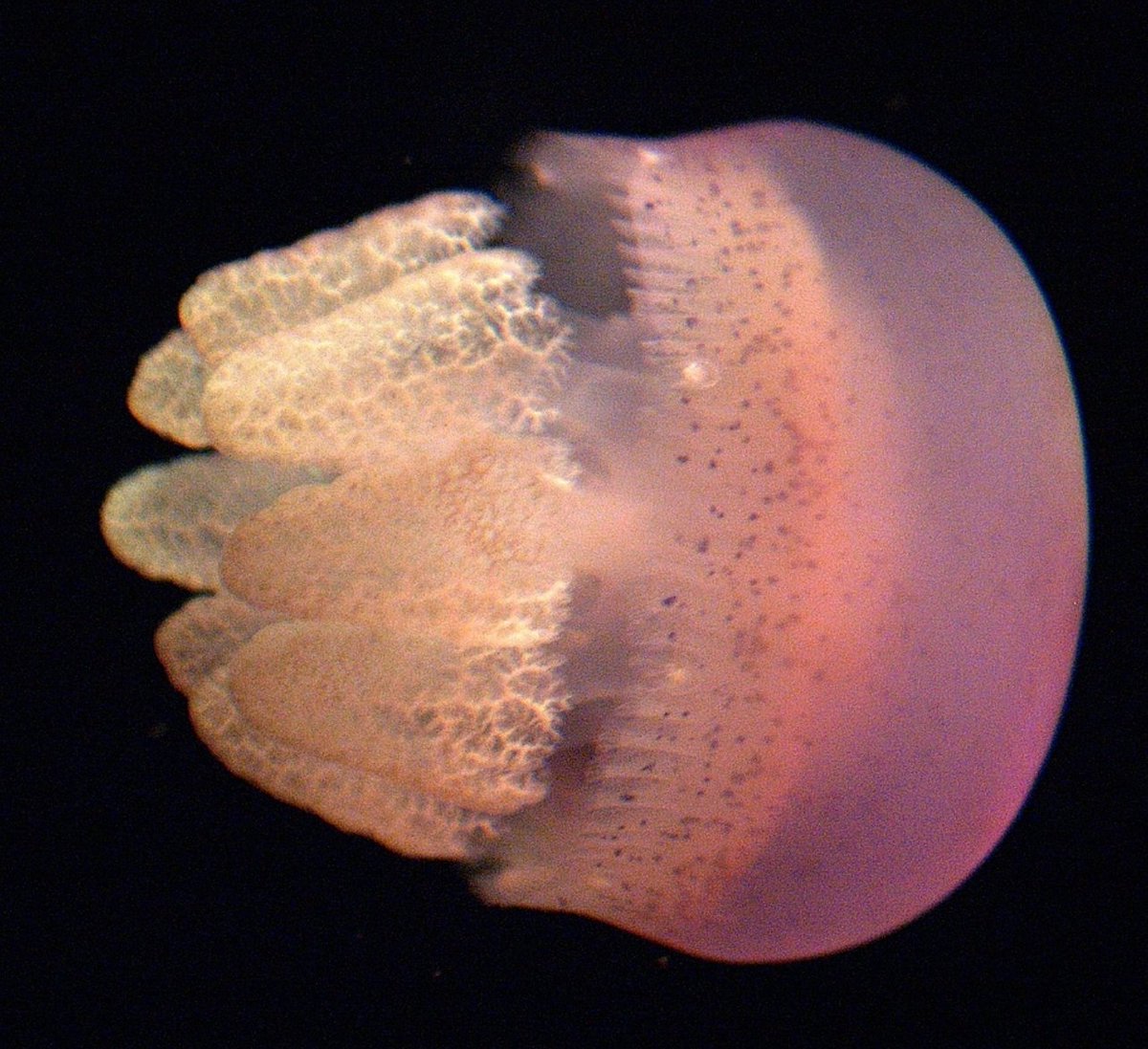 Jellyfish have a bad rap, but the truth is that both people and animals rely on them: Blue jelly: Catostylus, fished in SE AsiaTop pink: Catostylus, fished in SE AsiaBottom pink: Cephea, fished in SE AsiaBrown jelly: Stomolophus, fished in USAImages: wiki