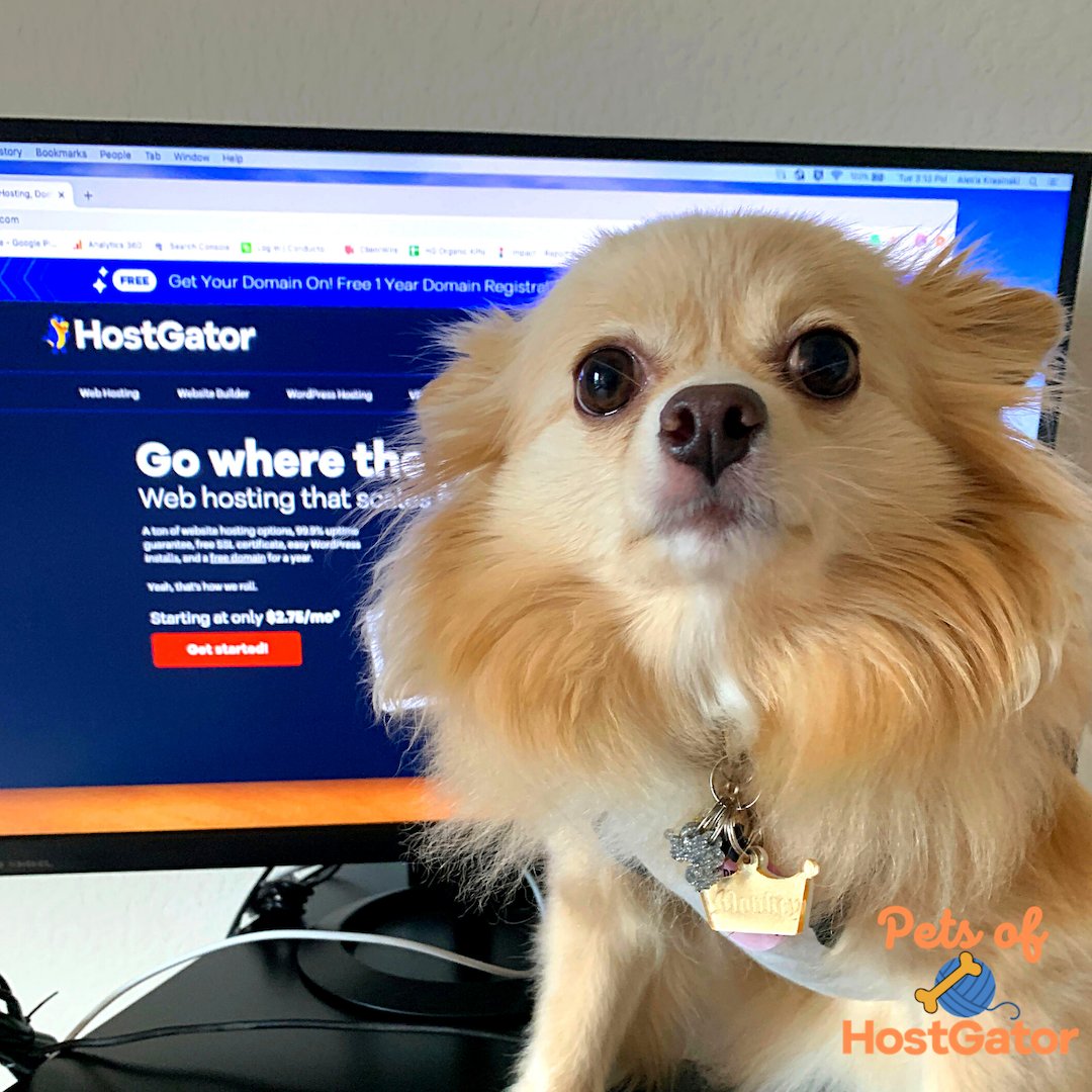 HostGator's tweet photo. Meet Monkey!
She LOVES having her mom home these days. Like her name suggests, she's a climber and spends a lot of time on her mom’s shoulders as she works. This little assistant takes her job seriously. #petsofhostgator #favoritedistraction https://t.co/Biv3ZYZDmZ