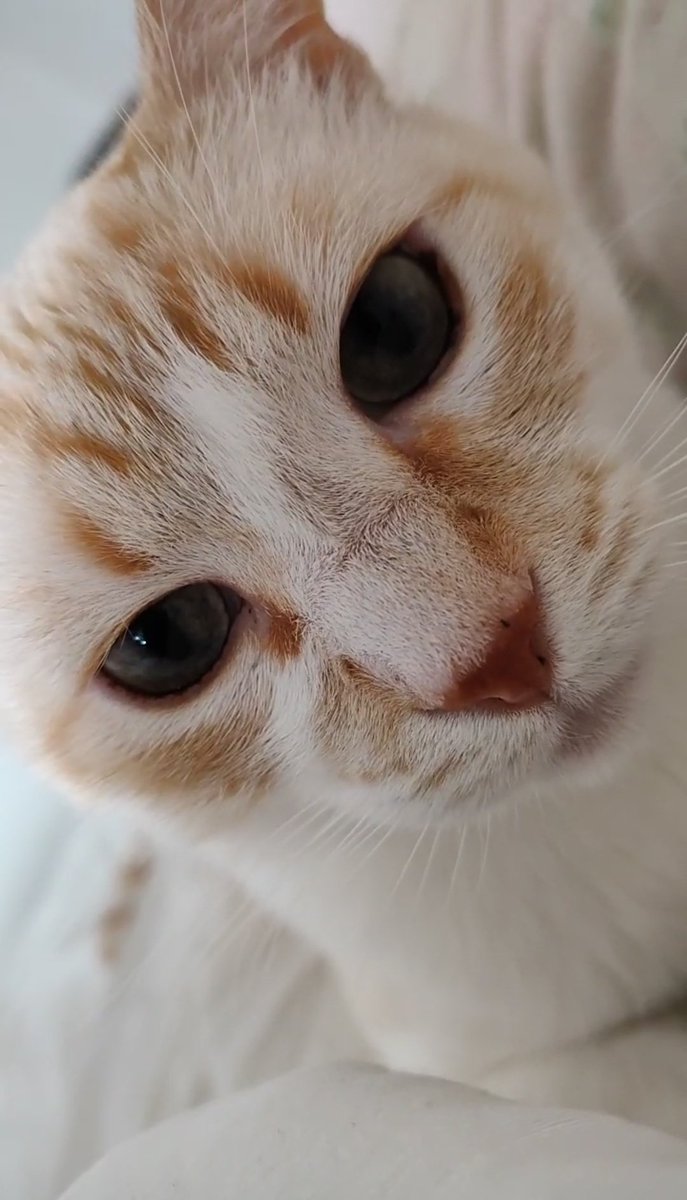 kris_1407's tweet photo. Que ganas tengo de comerme esta carita a besos🥰
Le echo mucho de menitos ju🥺
#jackie #mibebote #catlover #CatsOfTwitter 💖 https://t.co/LjWuIoQ2Ho