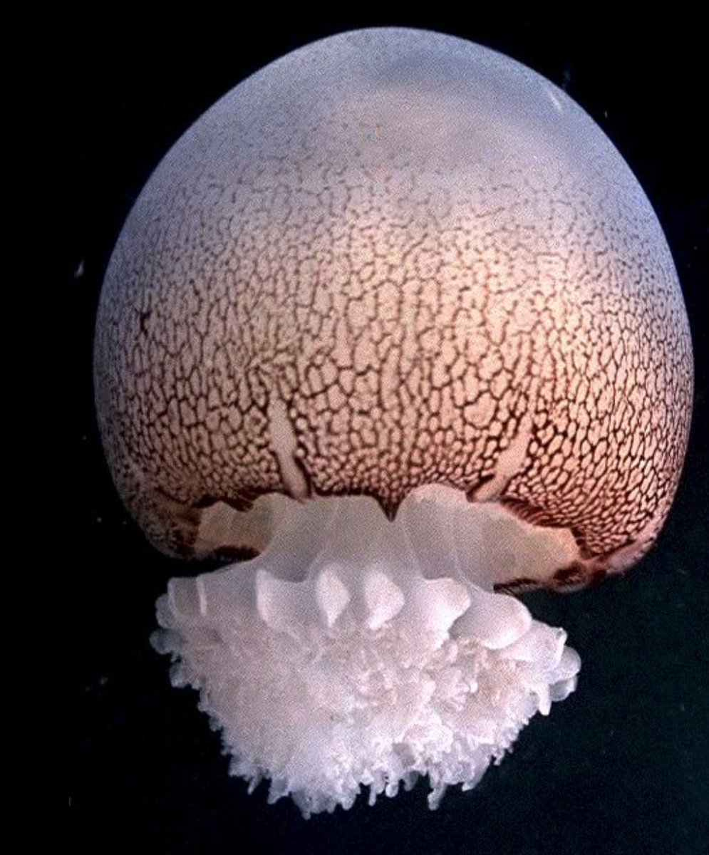 Jellyfish have a bad rap, but the truth is that both people and animals rely on them: Blue jelly: Catostylus, fished in SE AsiaTop pink: Catostylus, fished in SE AsiaBottom pink: Cephea, fished in SE AsiaBrown jelly: Stomolophus, fished in USAImages: wiki