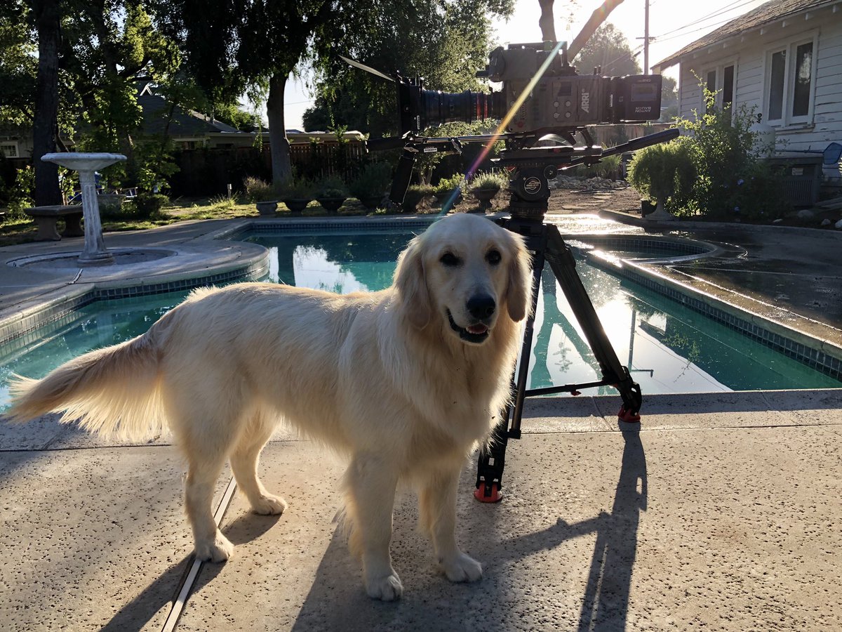 5.26.20 #arri #goldenretriever #availablelightphotography