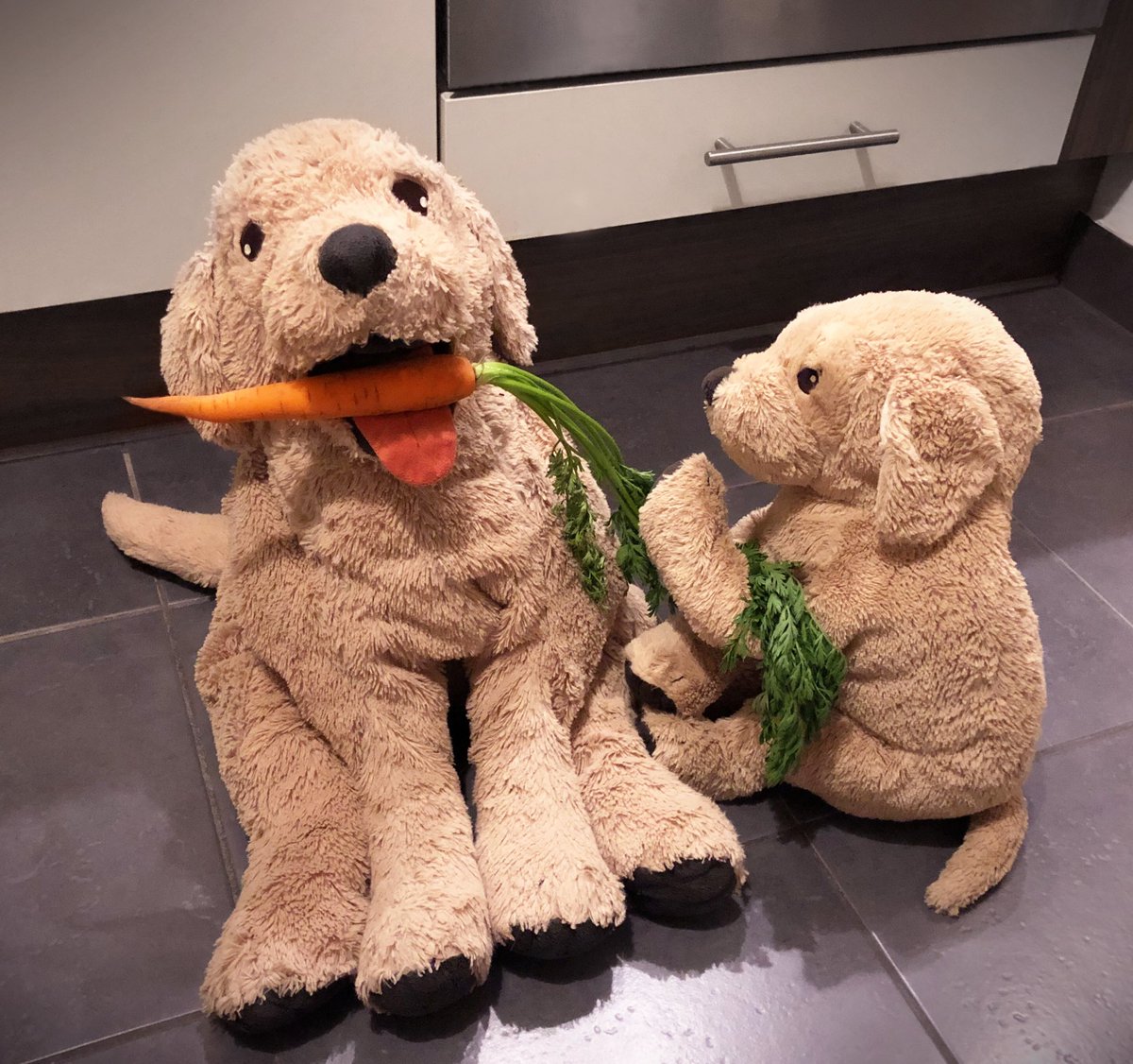 iamwuffi's tweet photo. Give me orange banana pls!! 🥕🥕🐾
#carrottime #healthydog #ikeadog #meinikea @IKEA_Presse https://t.co/uD8QblO0KD
